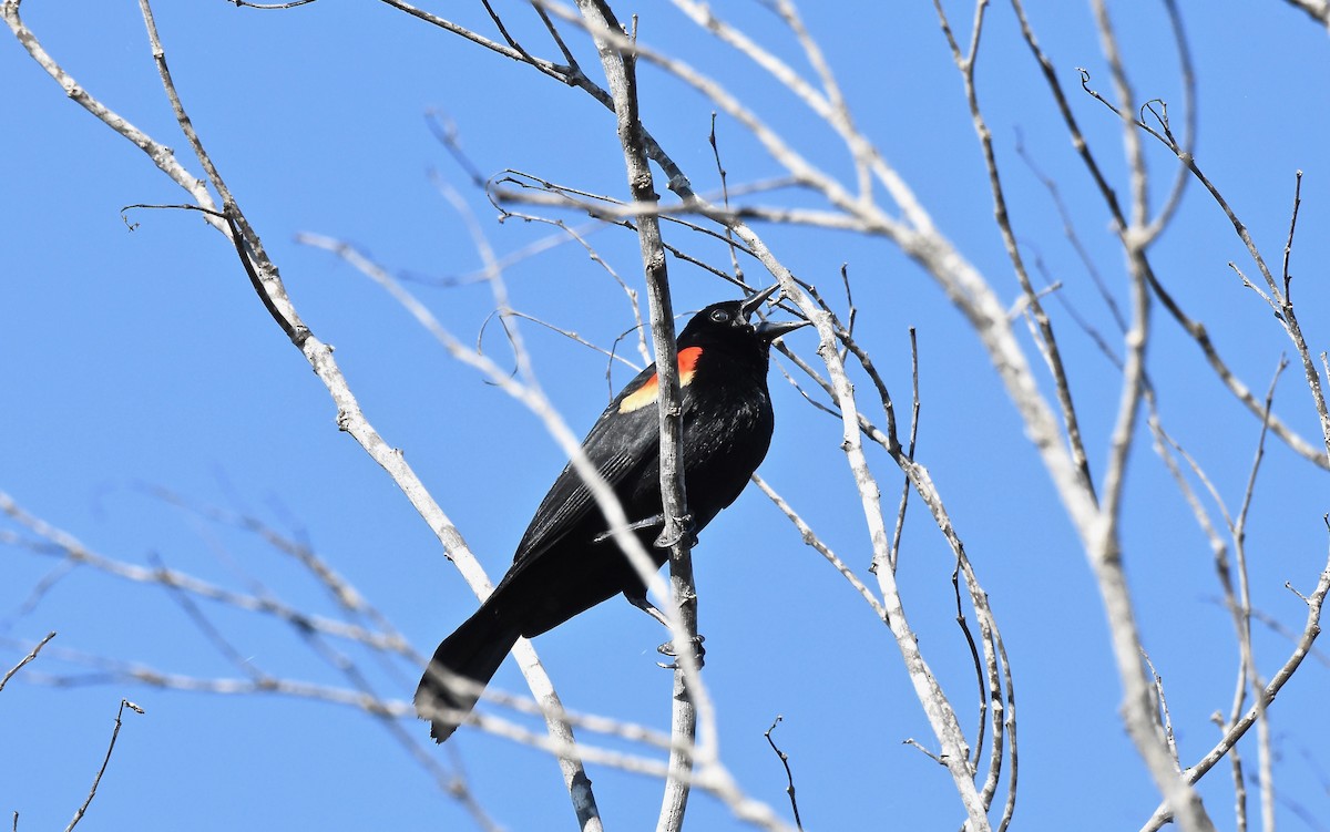 Red-shouldered Blackbird - R. Stineman