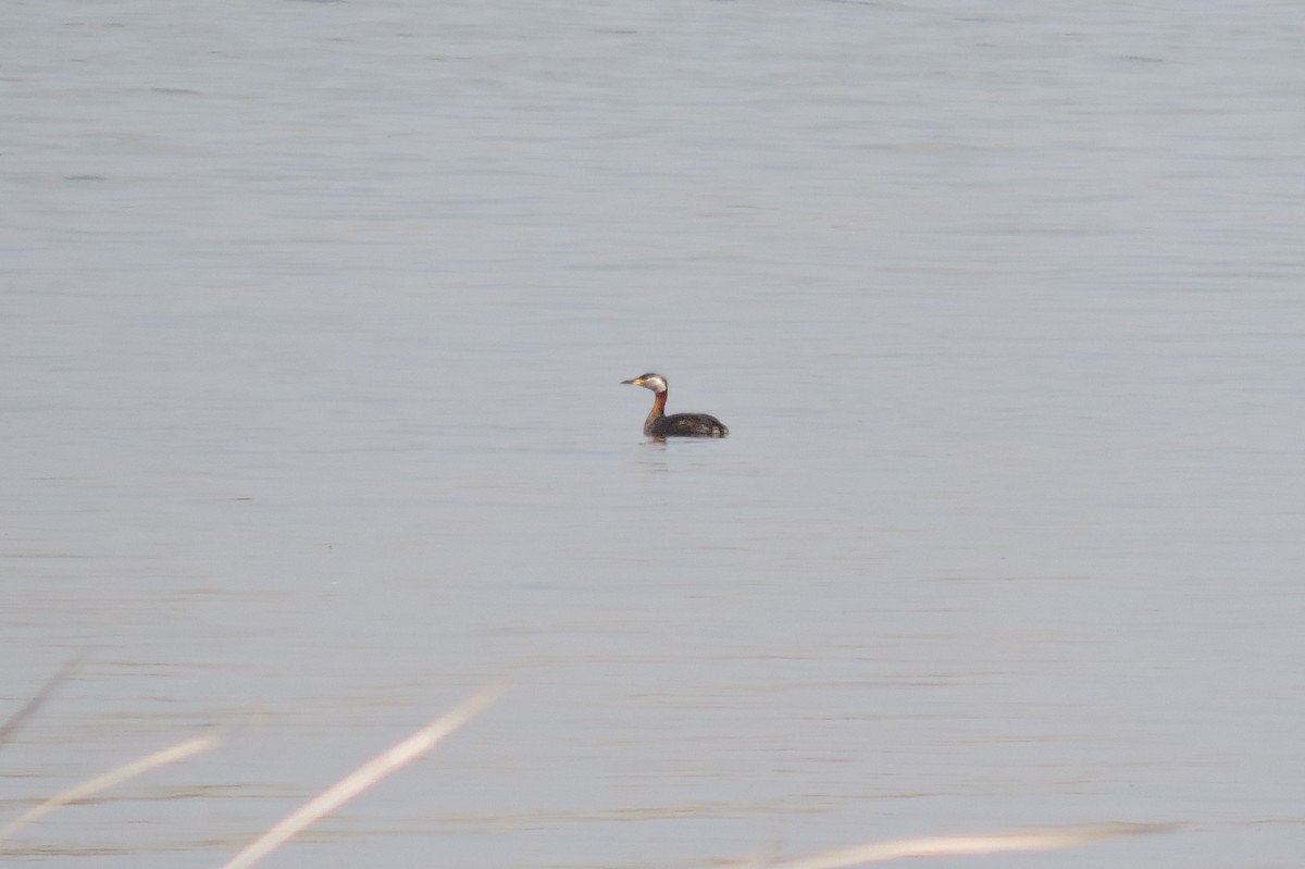 Red-necked Grebe - ML152315041