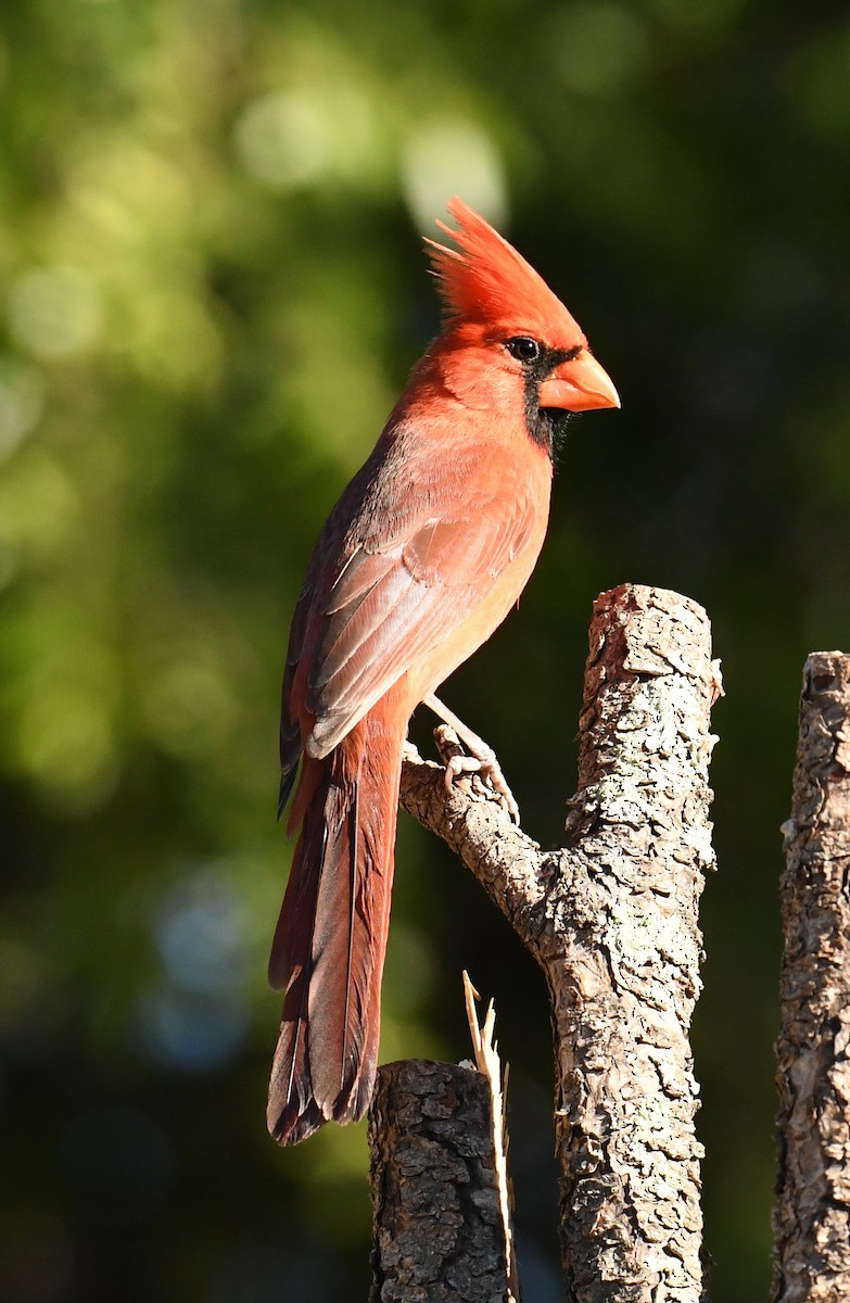 Cardinal rouge - ML152315901