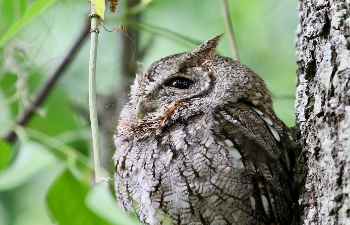 Eastern Screech-Owl - Paul Petrus