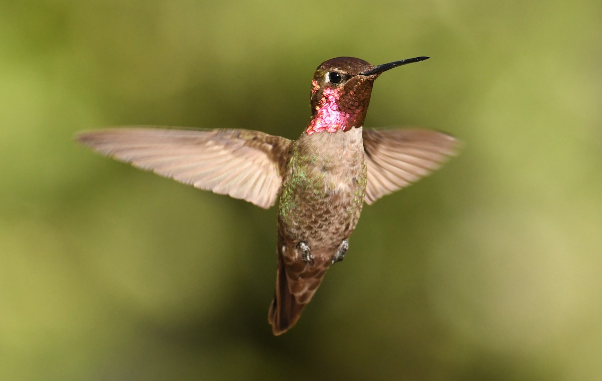 Anna's Hummingbird - ML152316951