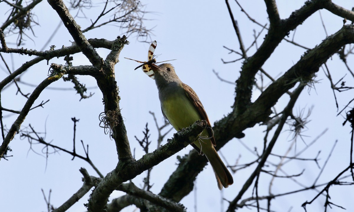 Great Crested Flycatcher - ML152316981