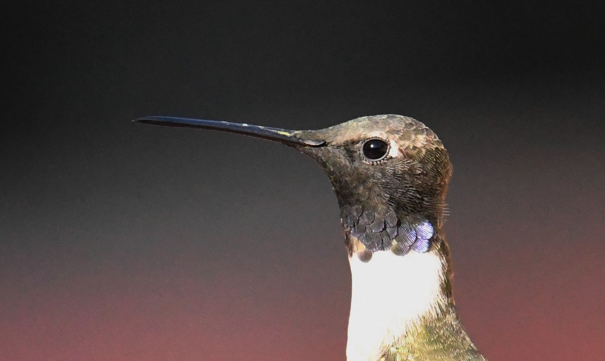 Black-chinned Hummingbird - ML152317021