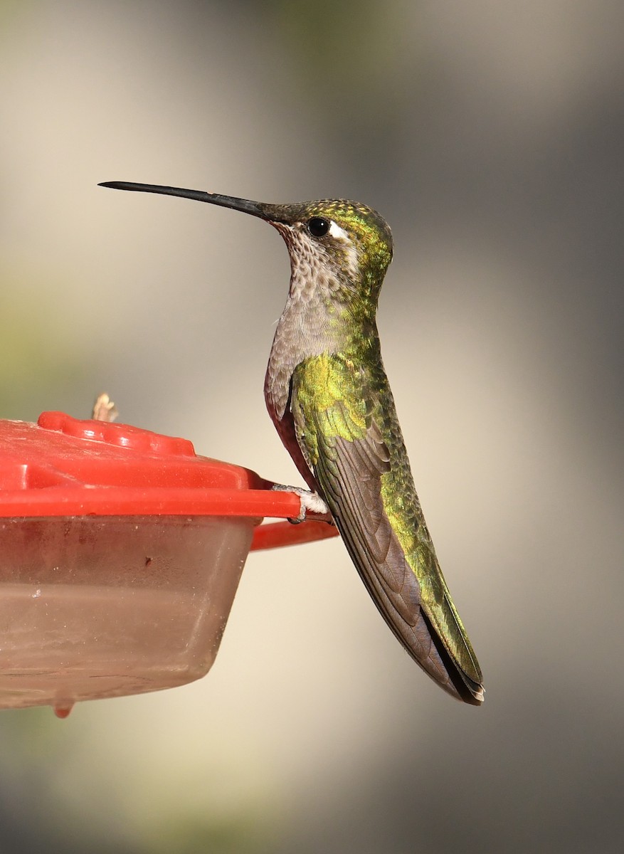 kolibřík skvostný - ML152317151