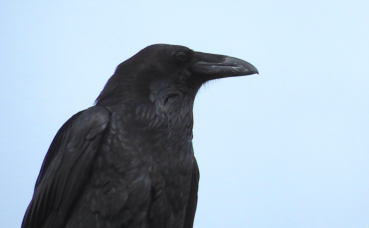 Common Raven - Ted Floyd