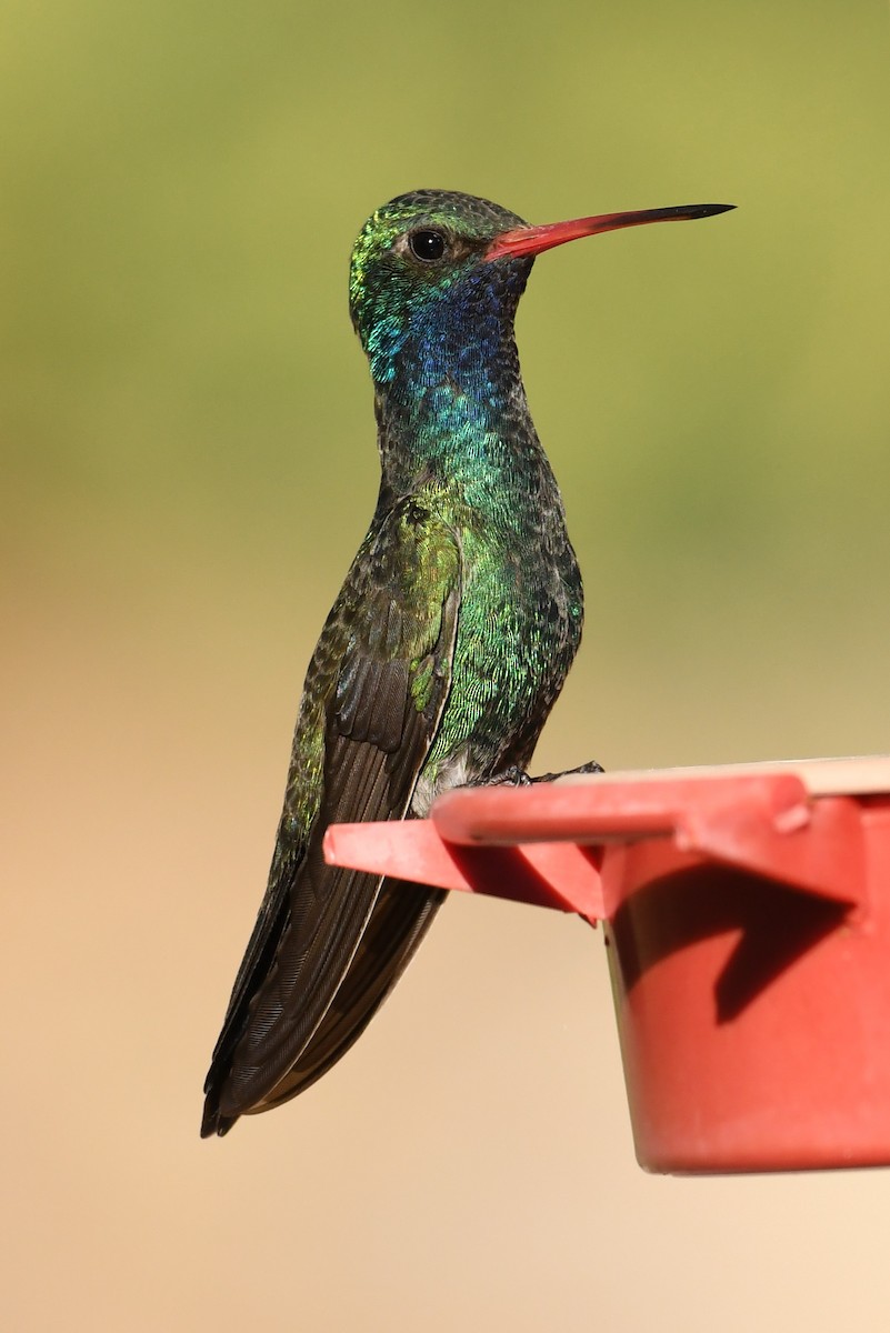 kolibřík širokozobý - ML152317821