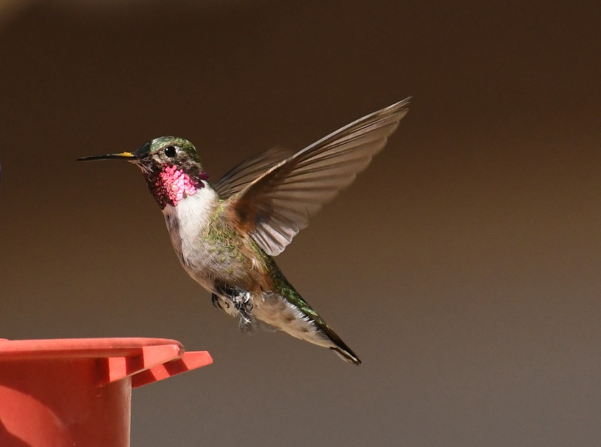 Broad-tailed Hummingbird - ML152317991