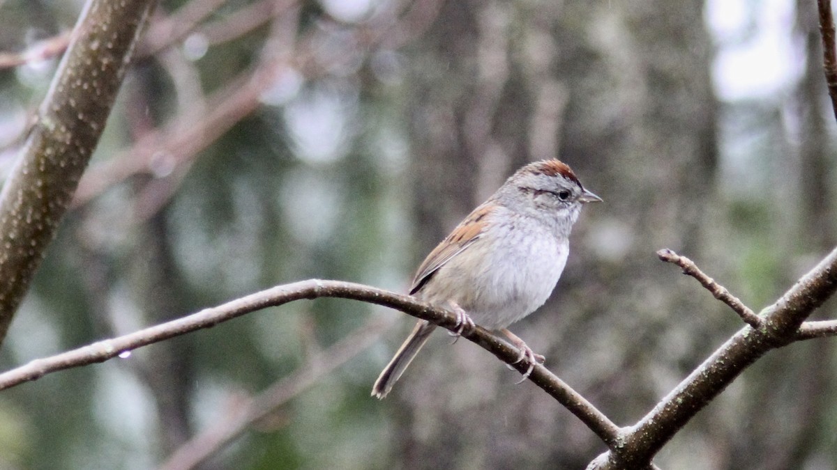 Swamp Sparrow - ML152318091