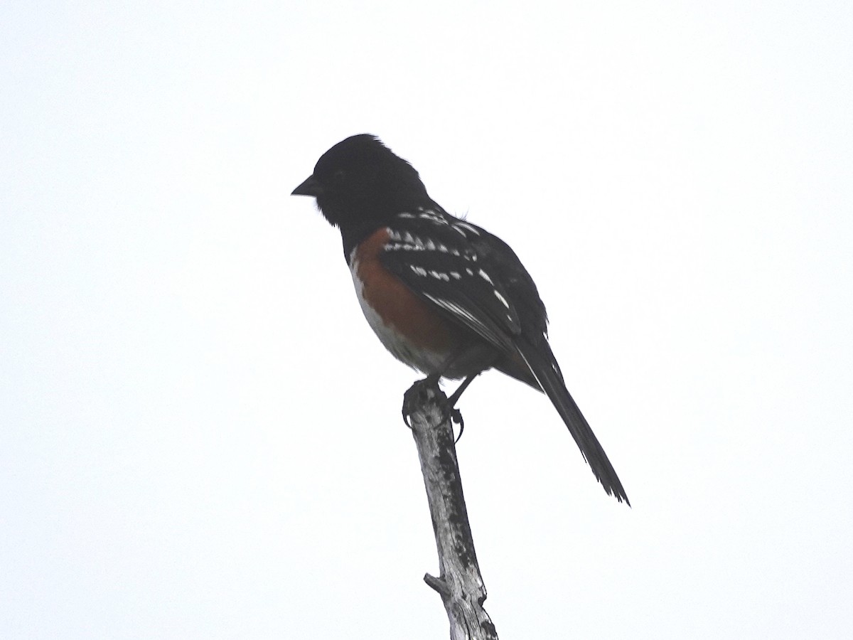 Spotted Towhee - ML152318111
