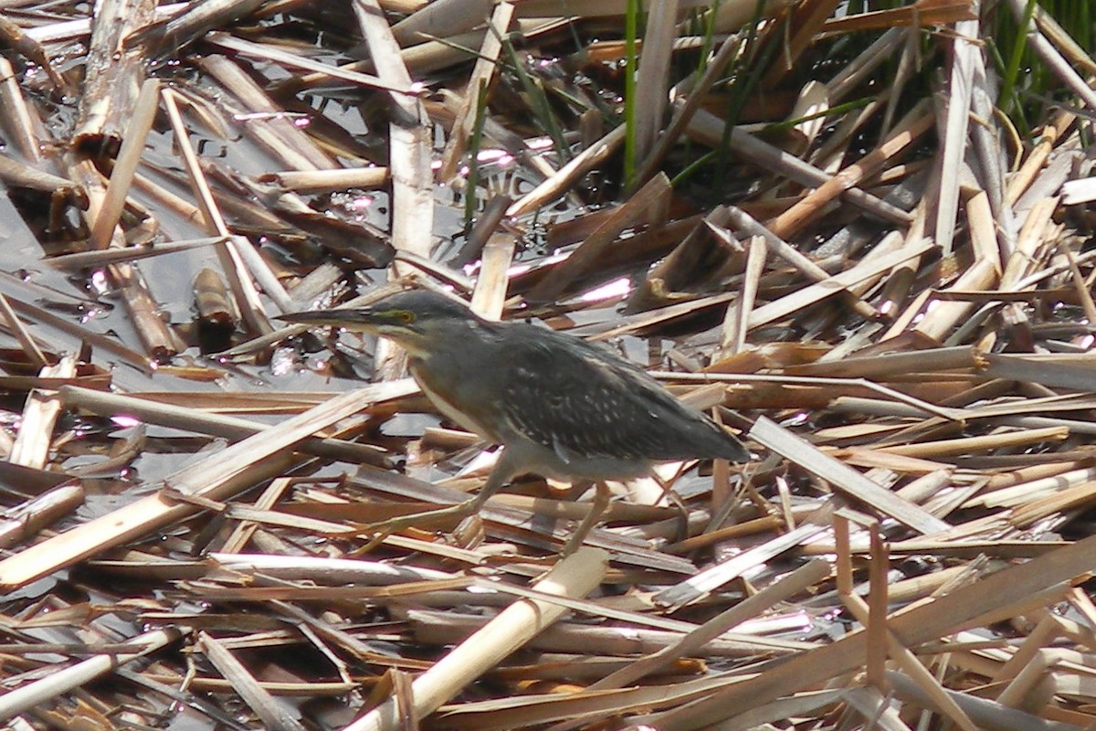 Striated Heron - Peregrinus Birding