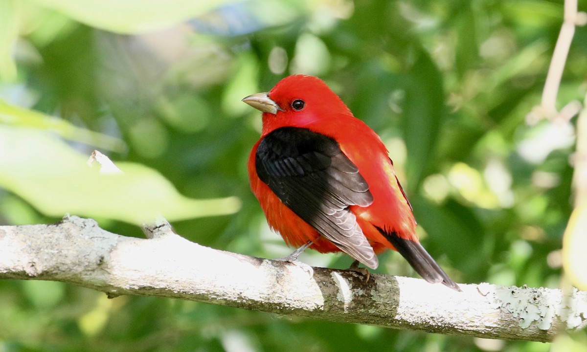 Scarlet Tanager - ML152318241