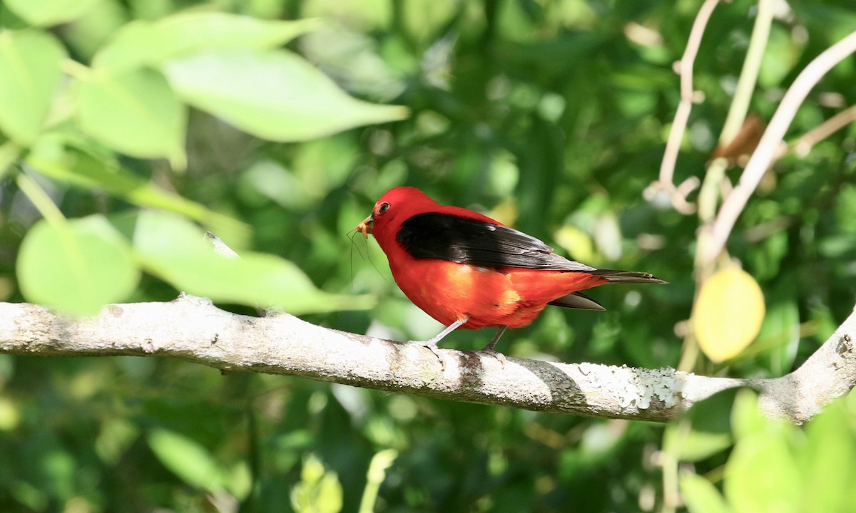 Scarlet Tanager - ML152318251