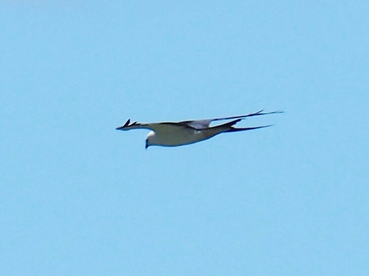 Swallow-tailed Kite - ML152318651