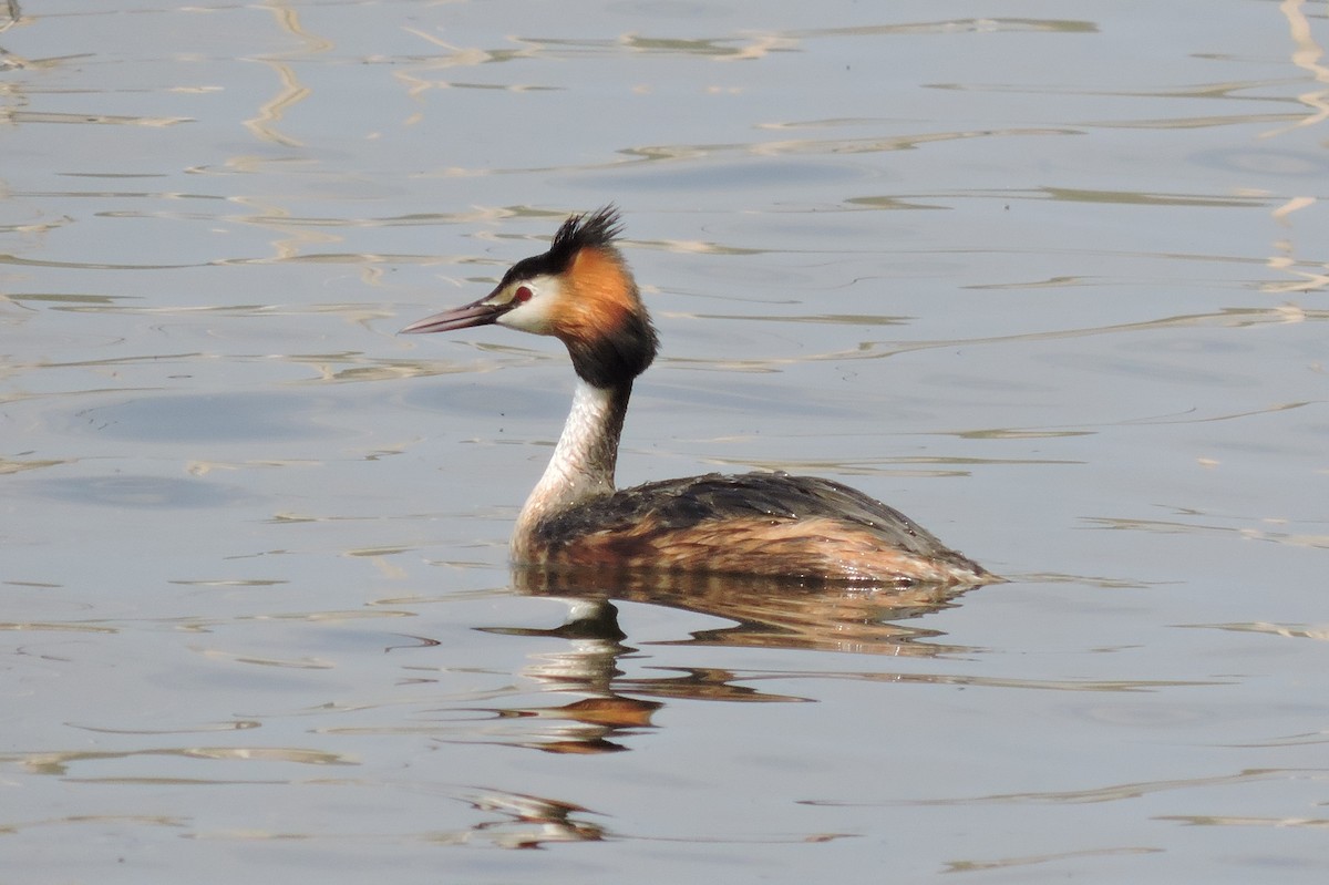 Great Crested Grebe - ML152318701