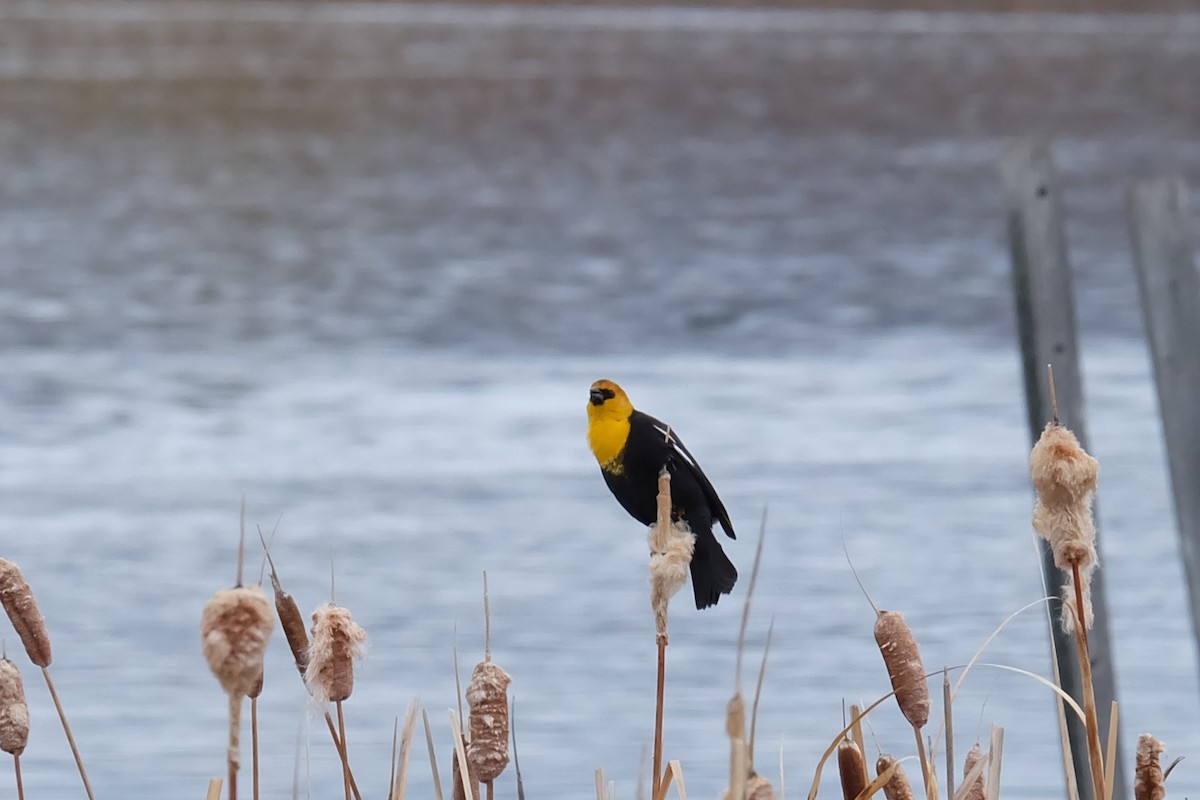 Yellow-headed Blackbird - ML152318711