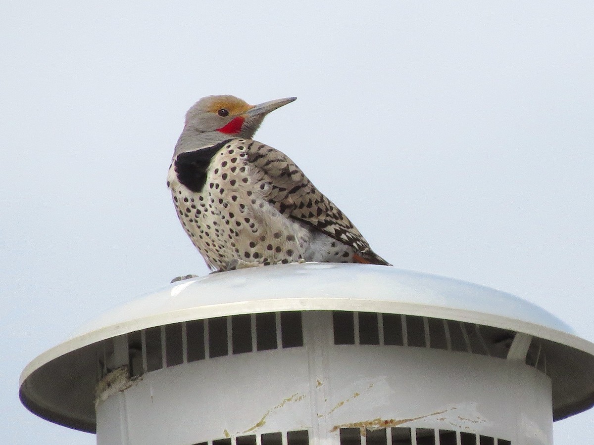 Northern Flicker (Red-shafted) - ML152318761