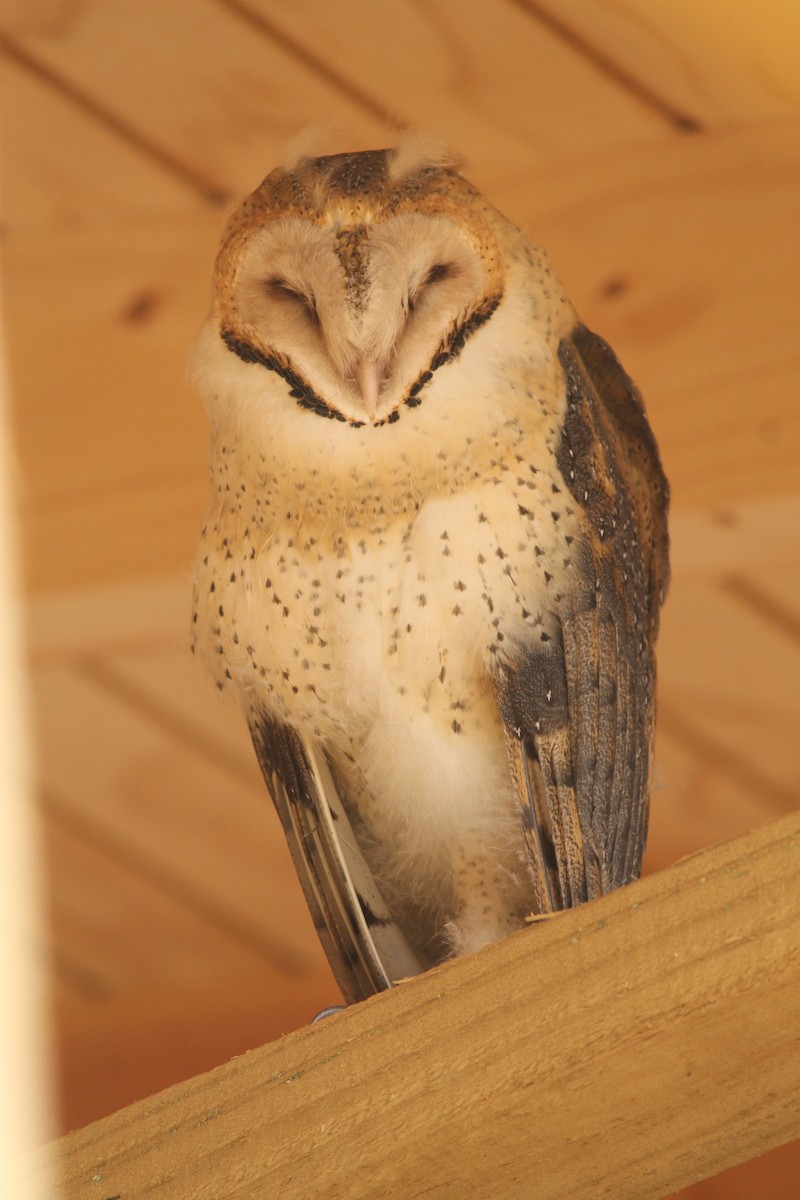 Barn Owl - Paloma Lazo
