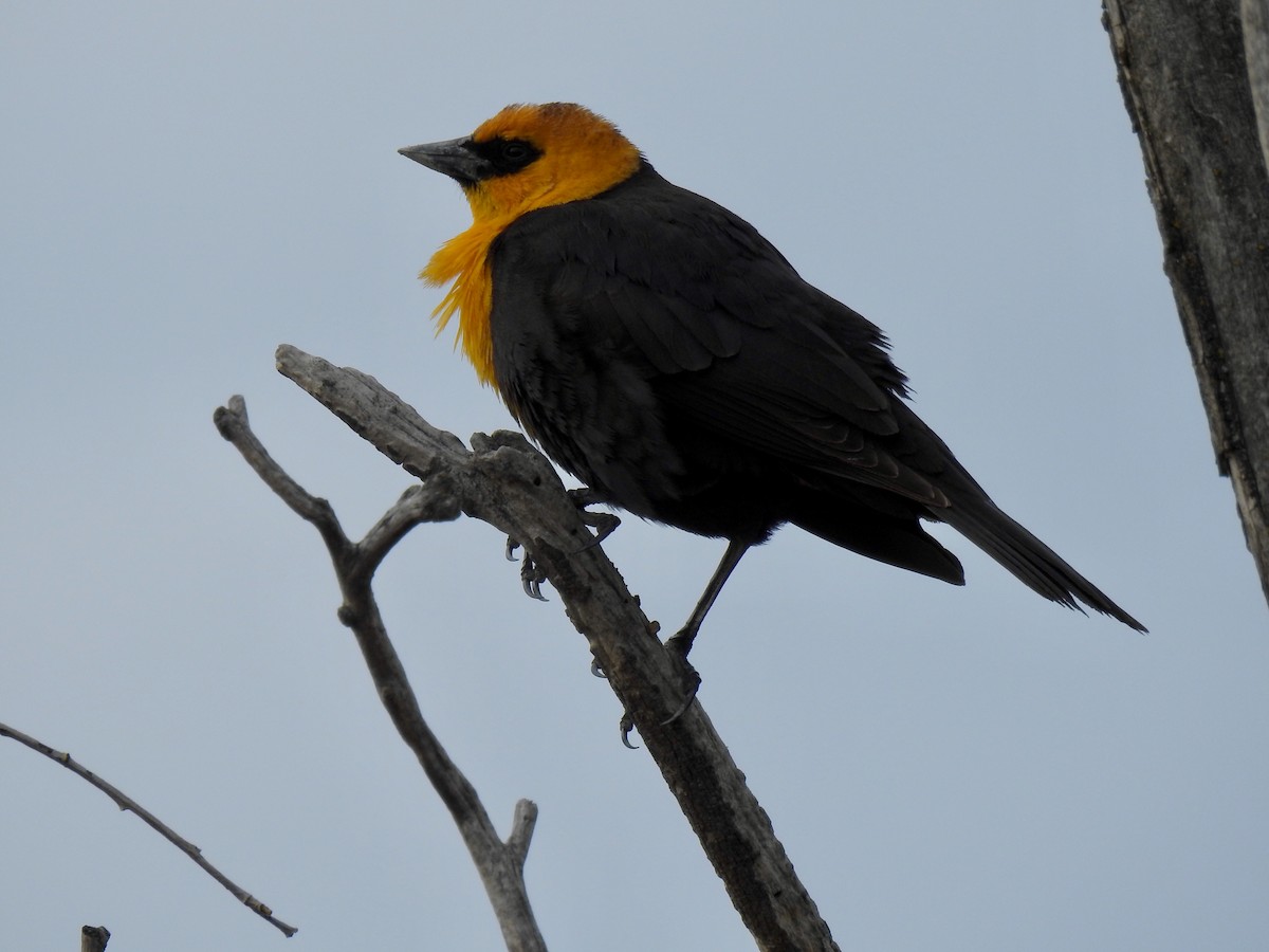 Yellow-headed Blackbird - Sherry Beswetherick
