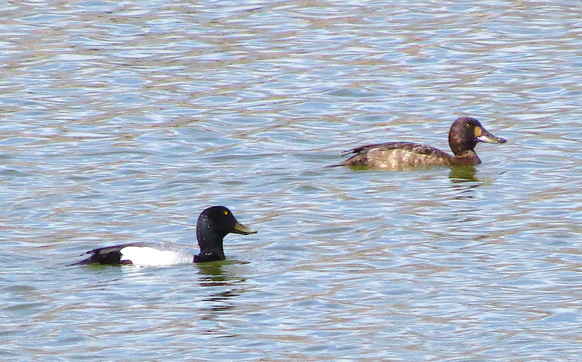 Greater Scaup - ML152322021