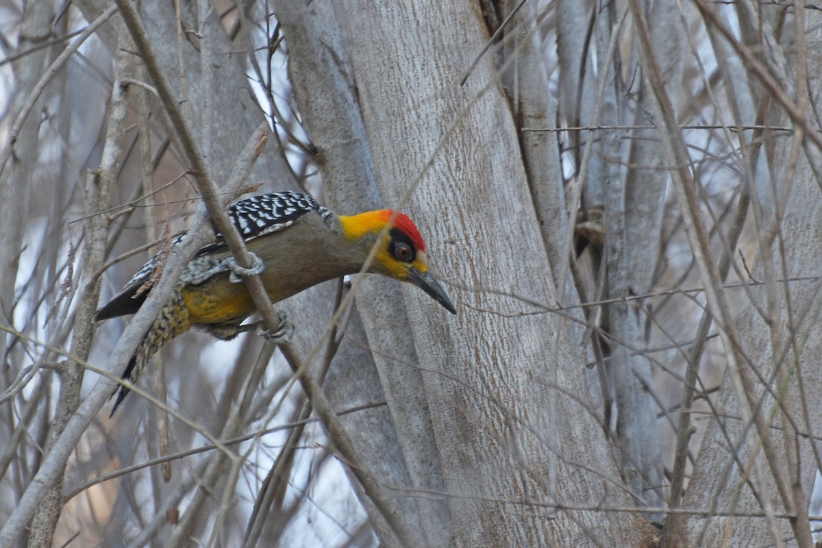 Golden-cheeked Woodpecker - ML152325371