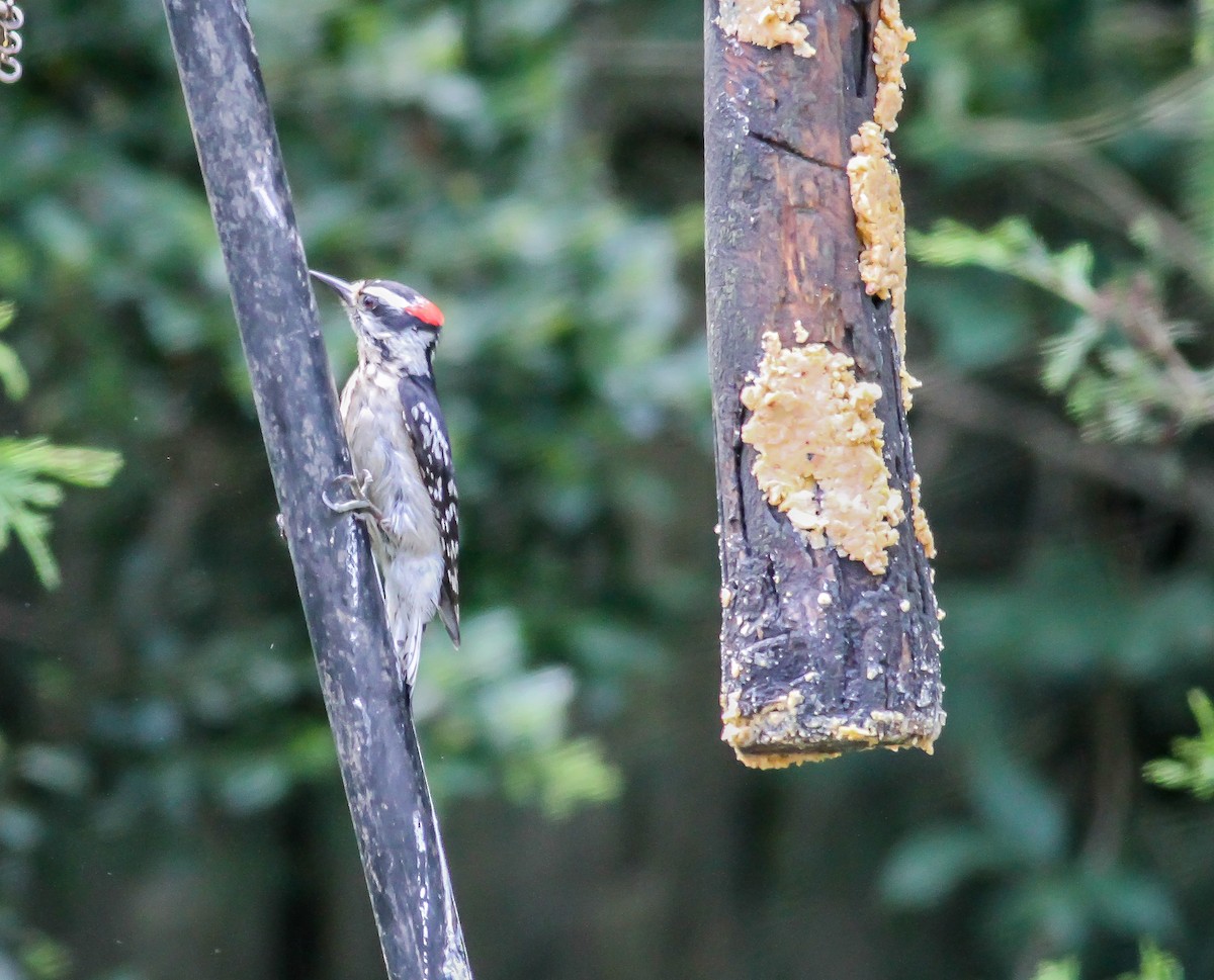 Hairy Woodpecker (Eastern) - Nick Pulcinella