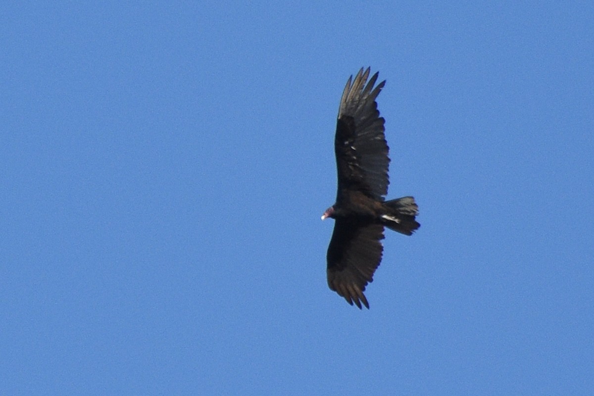 Turkey Vulture - ML152326031
