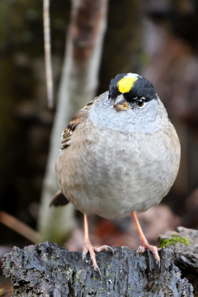 Golden-crowned Sparrow - James Moodie