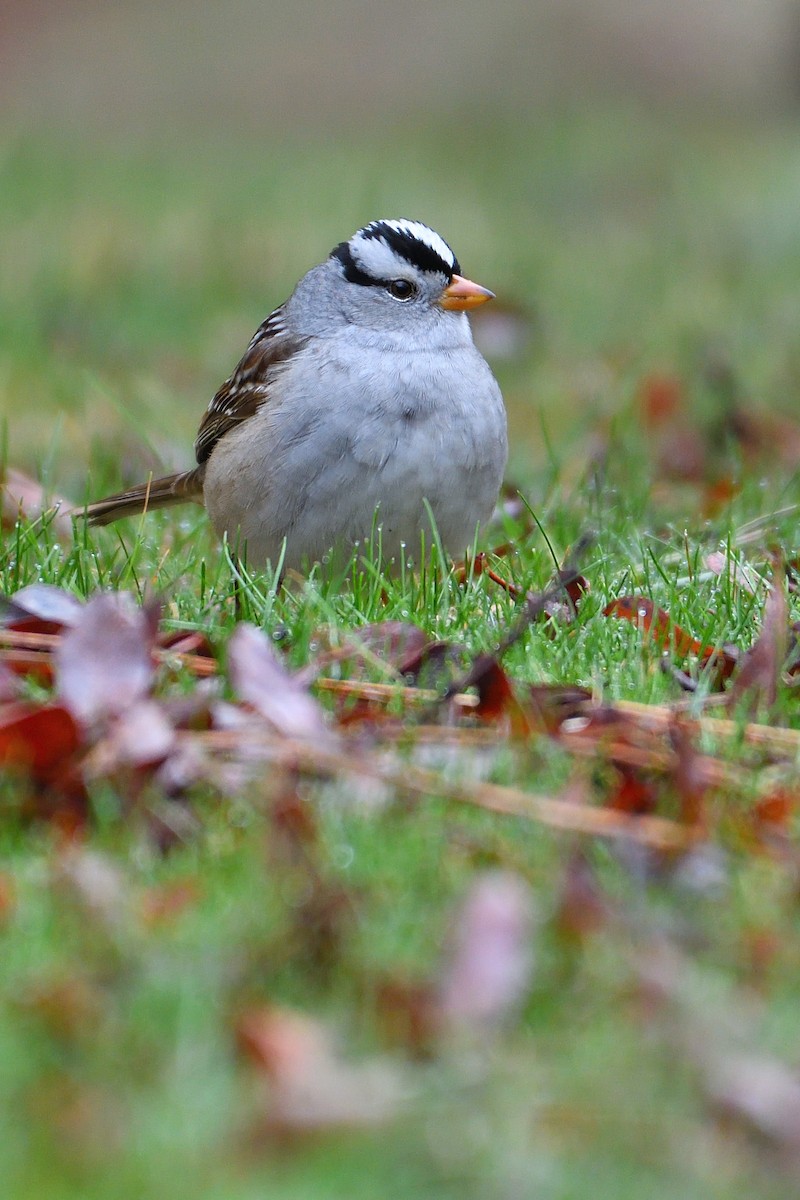 White-crowned Sparrow - ML152326281