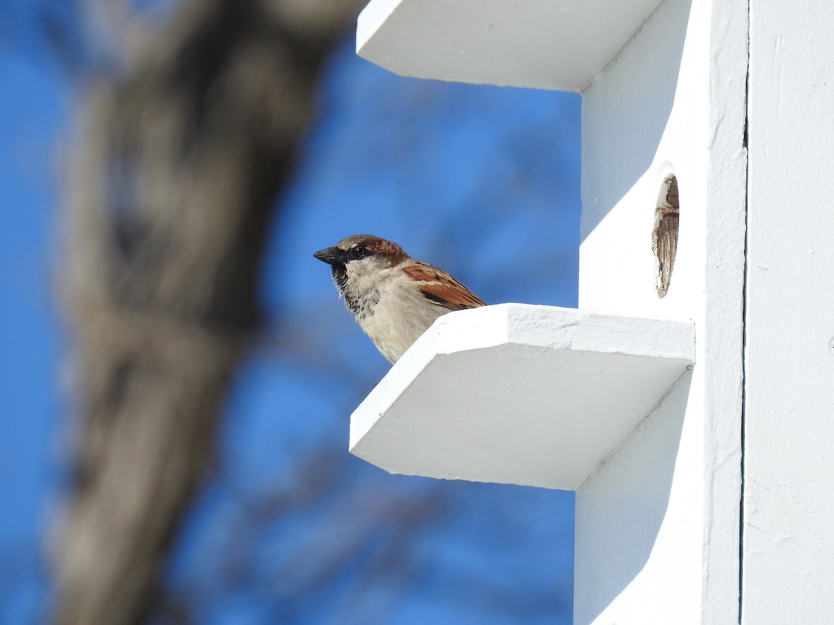 House Sparrow - ML152327091