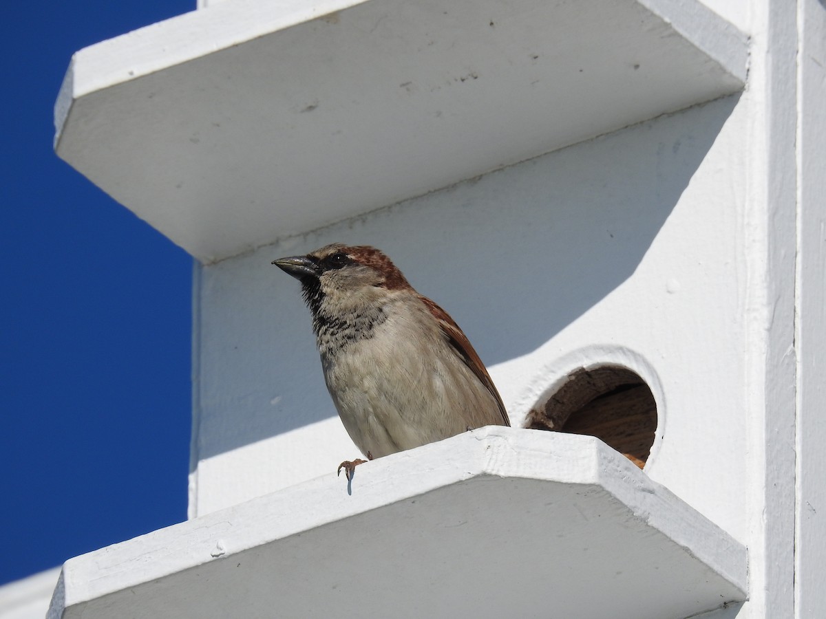 House Sparrow - Simon Tolzmann