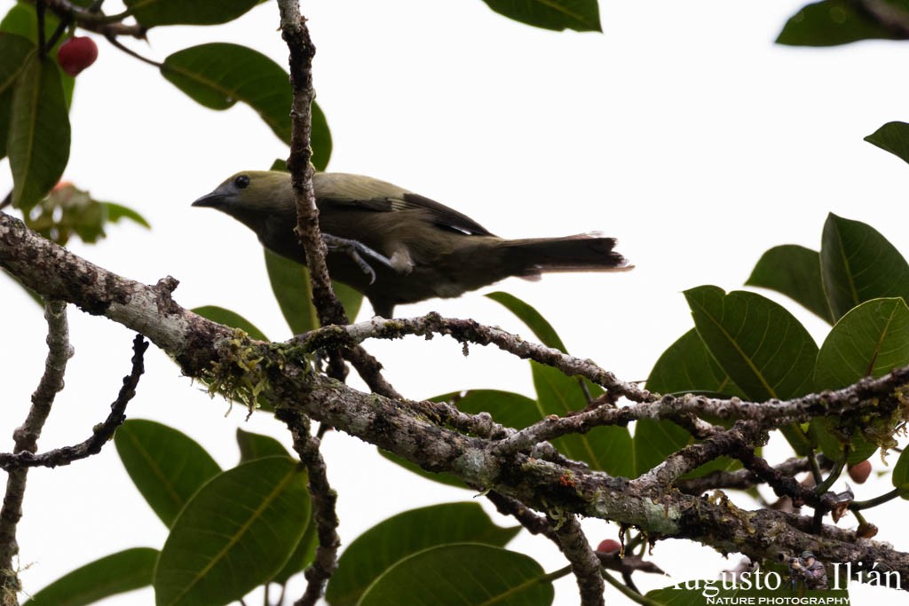 Palm Tanager - Augusto Ilian