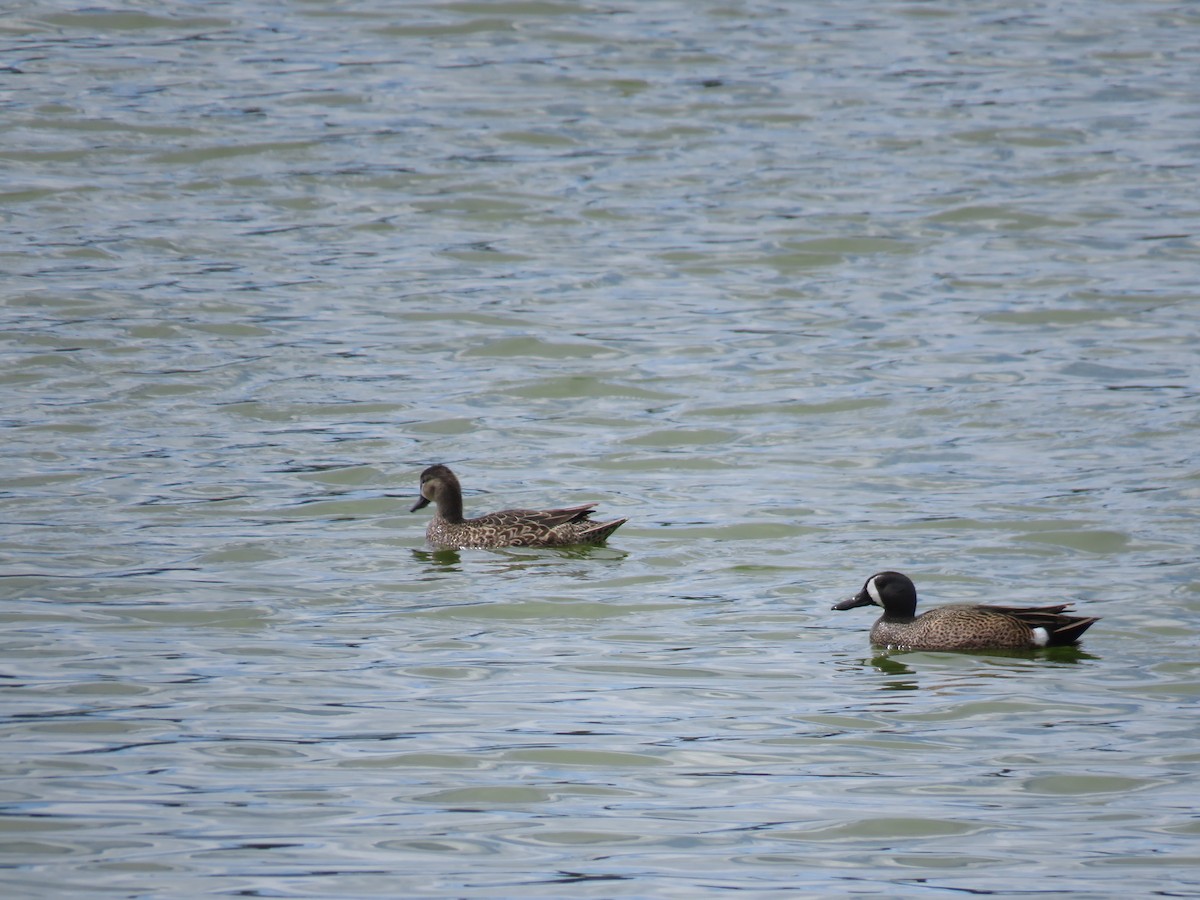 Blue-winged Teal - ML152327731