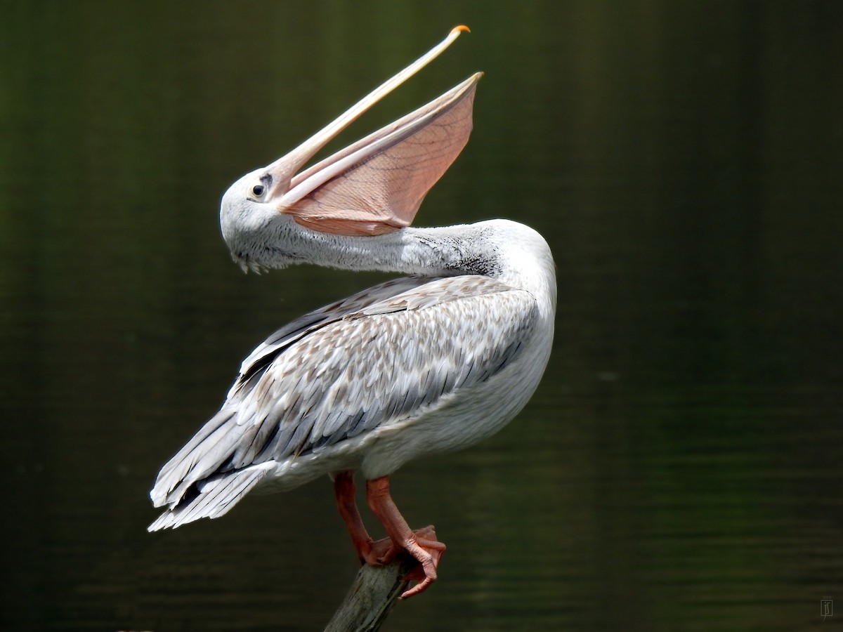 Pink-backed Pelican - ML152327831