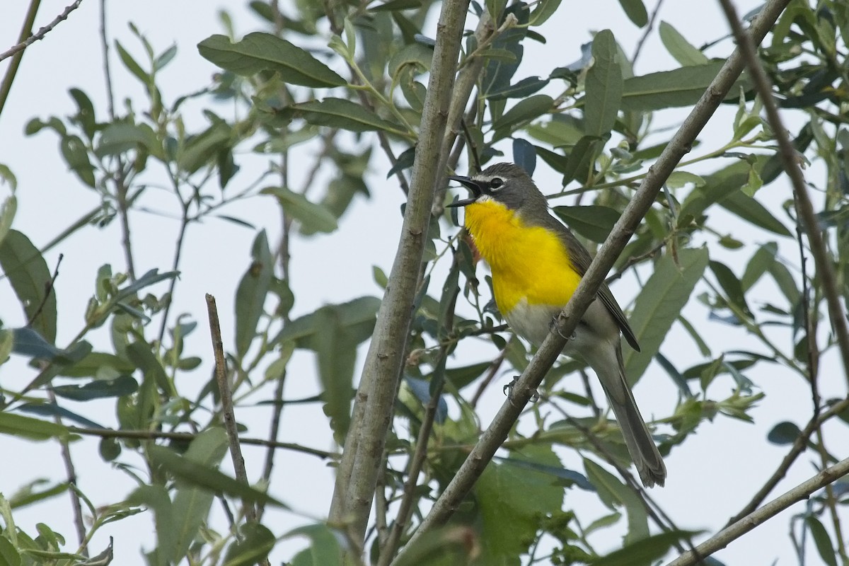 Yellow-breasted Chat - ML152328121