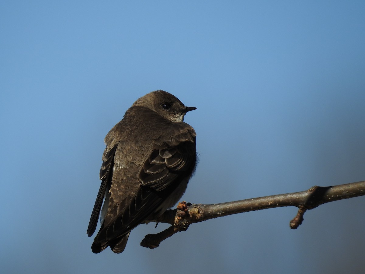 Northern Rough-winged Swallow - Simon Tolzmann