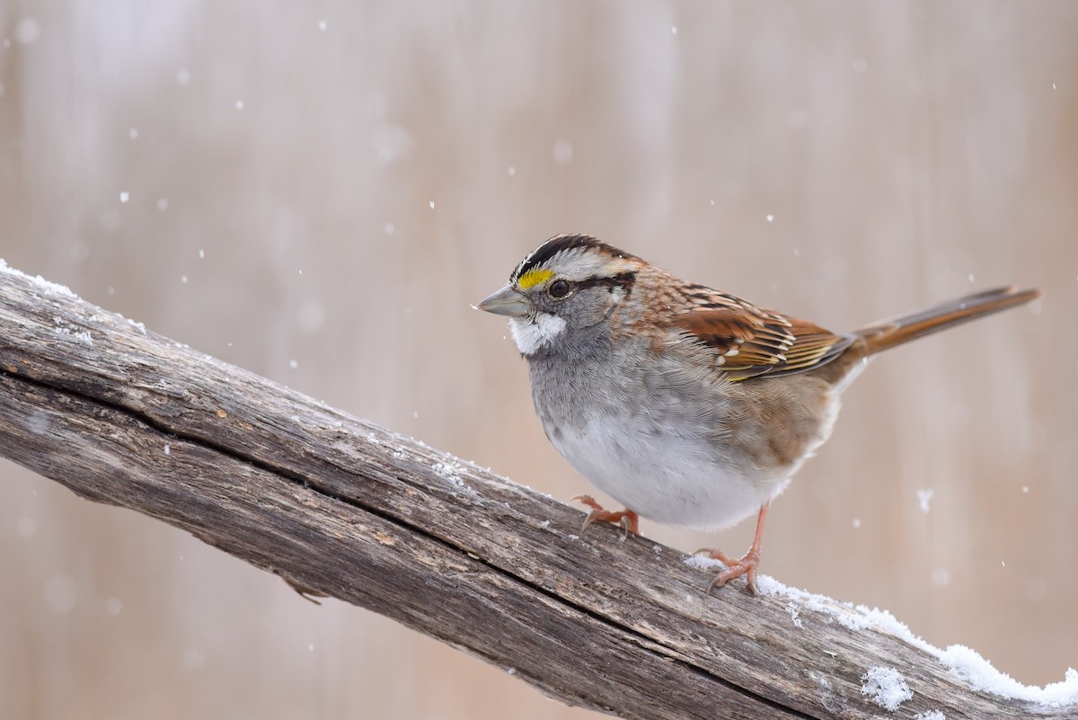 White-throated Sparrow - Daniel Irons