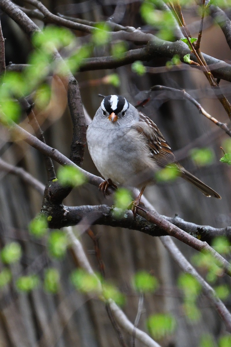 White-crowned Sparrow - James Moodie