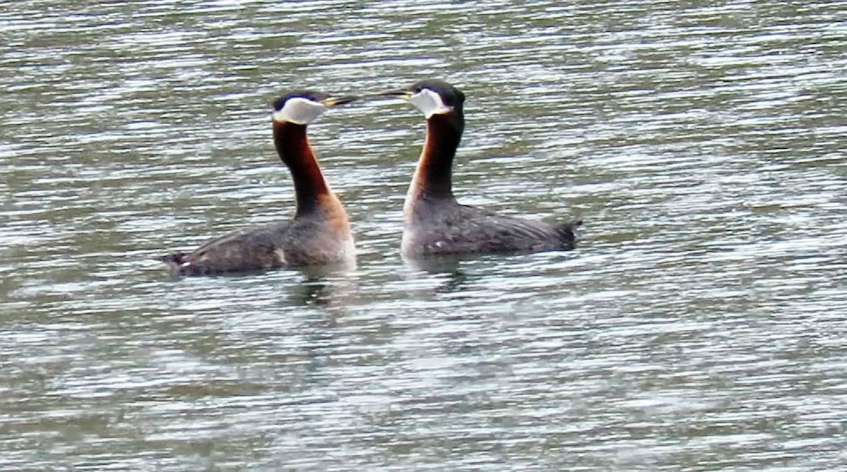 Red-necked Grebe - ML152332481