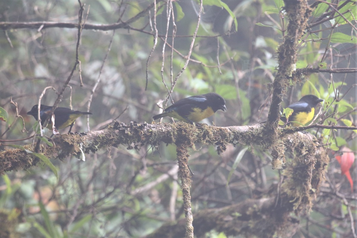 Black-and-gold Tanager - Charles Davies