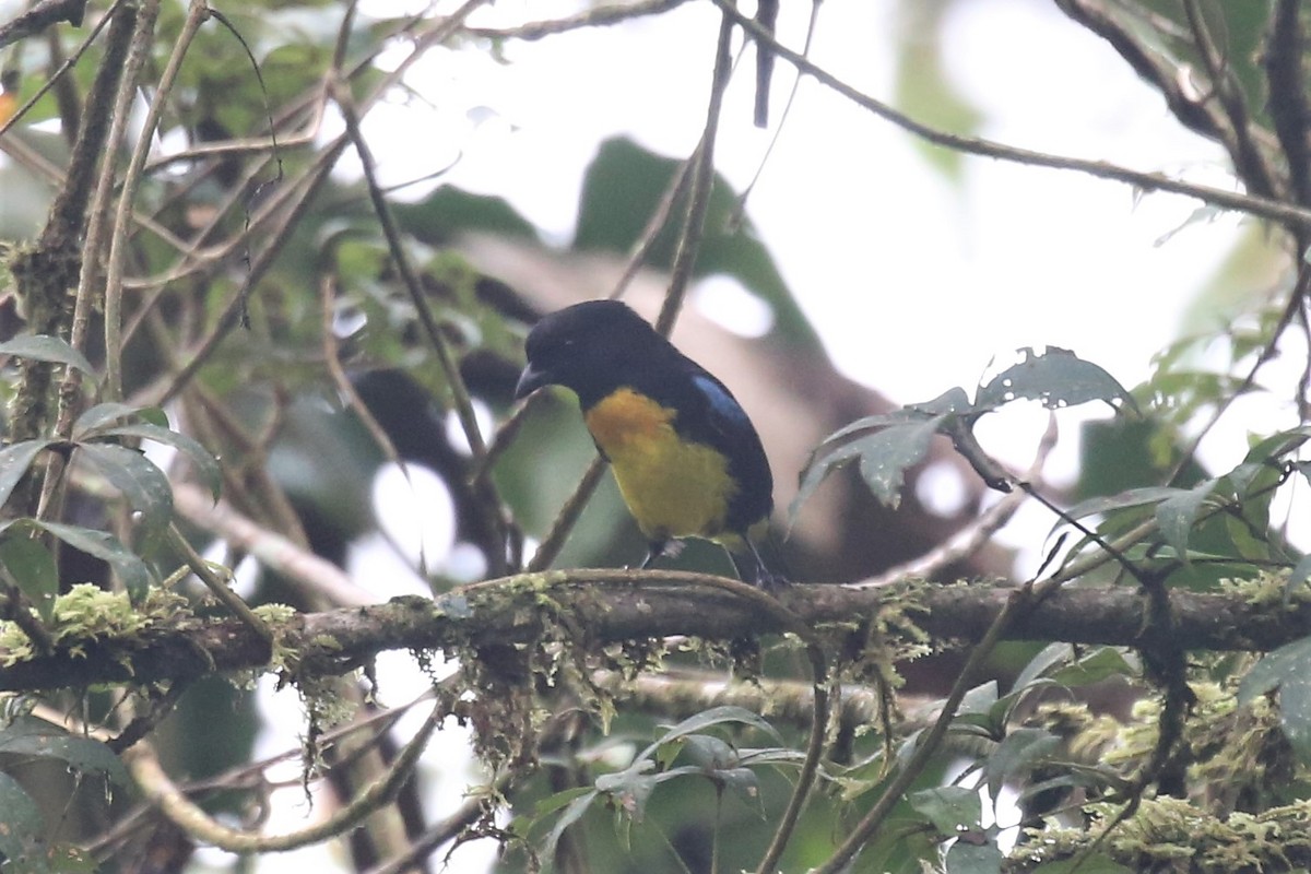 Black-and-gold Tanager - ML152332801