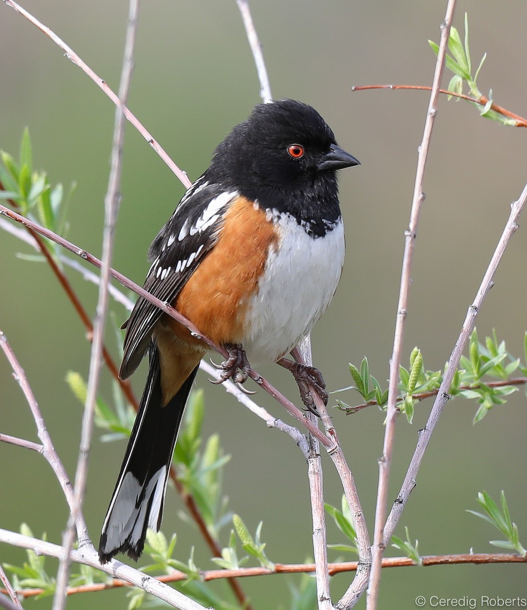 Spotted Towhee - ML152333331