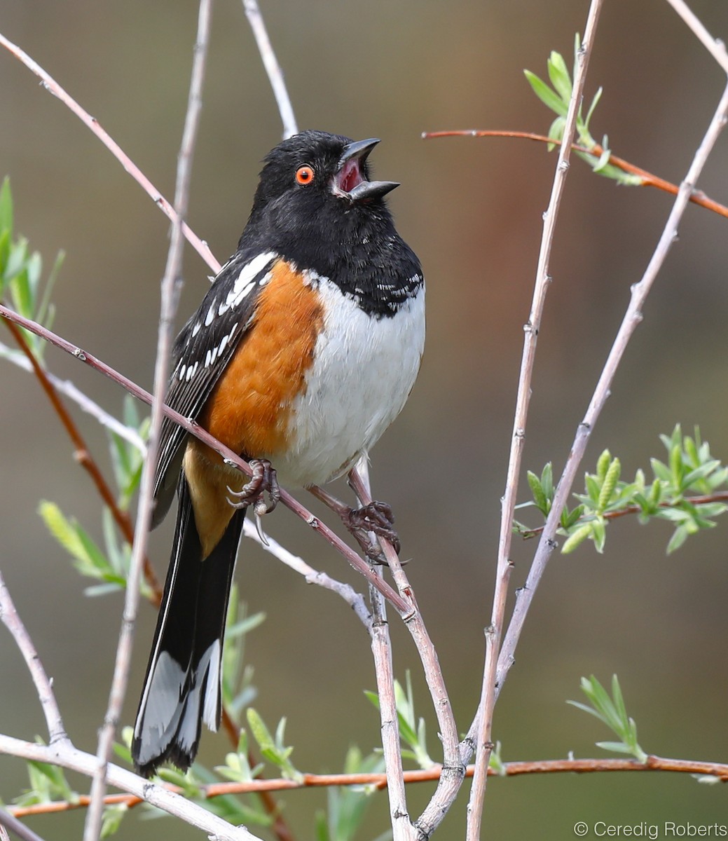 Spotted Towhee - ML152333421