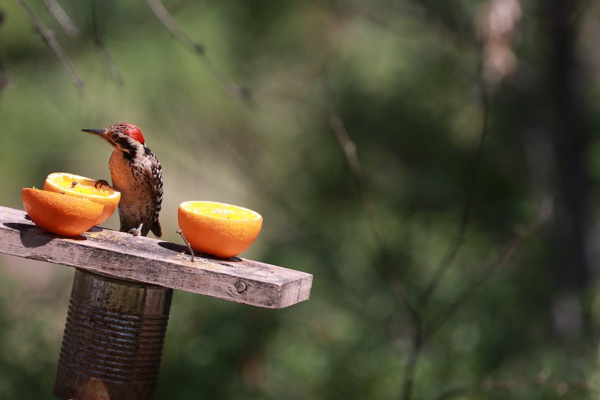 Ladder-backed Woodpecker - Susan Szeszol
