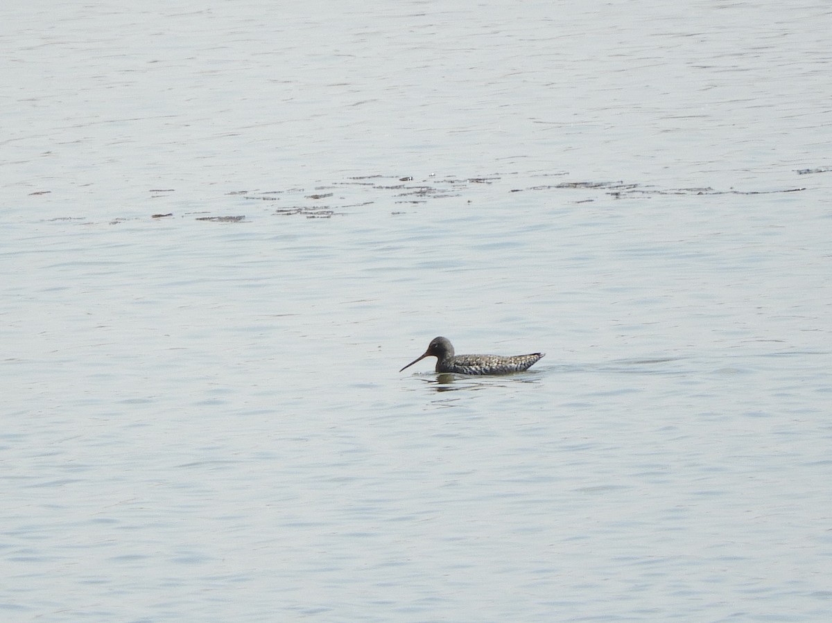 Spotted Redshank - ML152335131