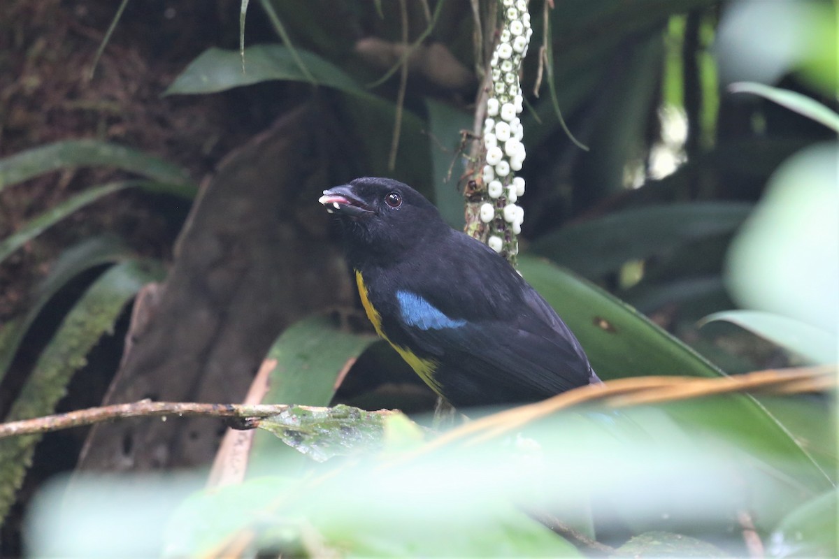 Black-and-gold Tanager - Charles Davies