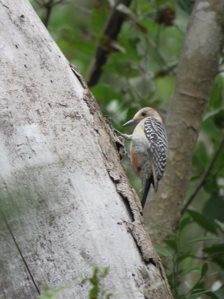 Red-bellied Woodpecker - ML152337031