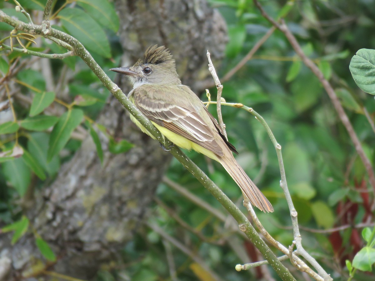Great Crested Flycatcher - ML152337261