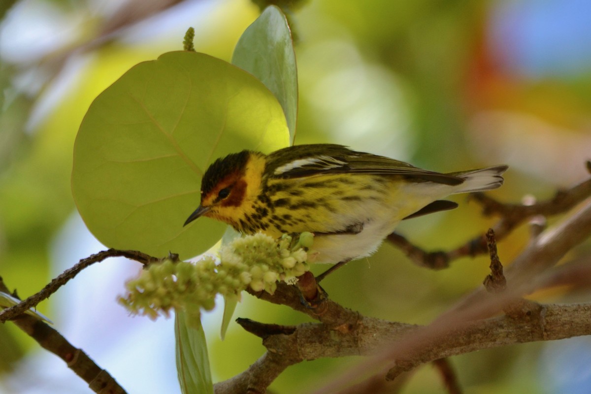 Cape May Warbler - ML152339051
