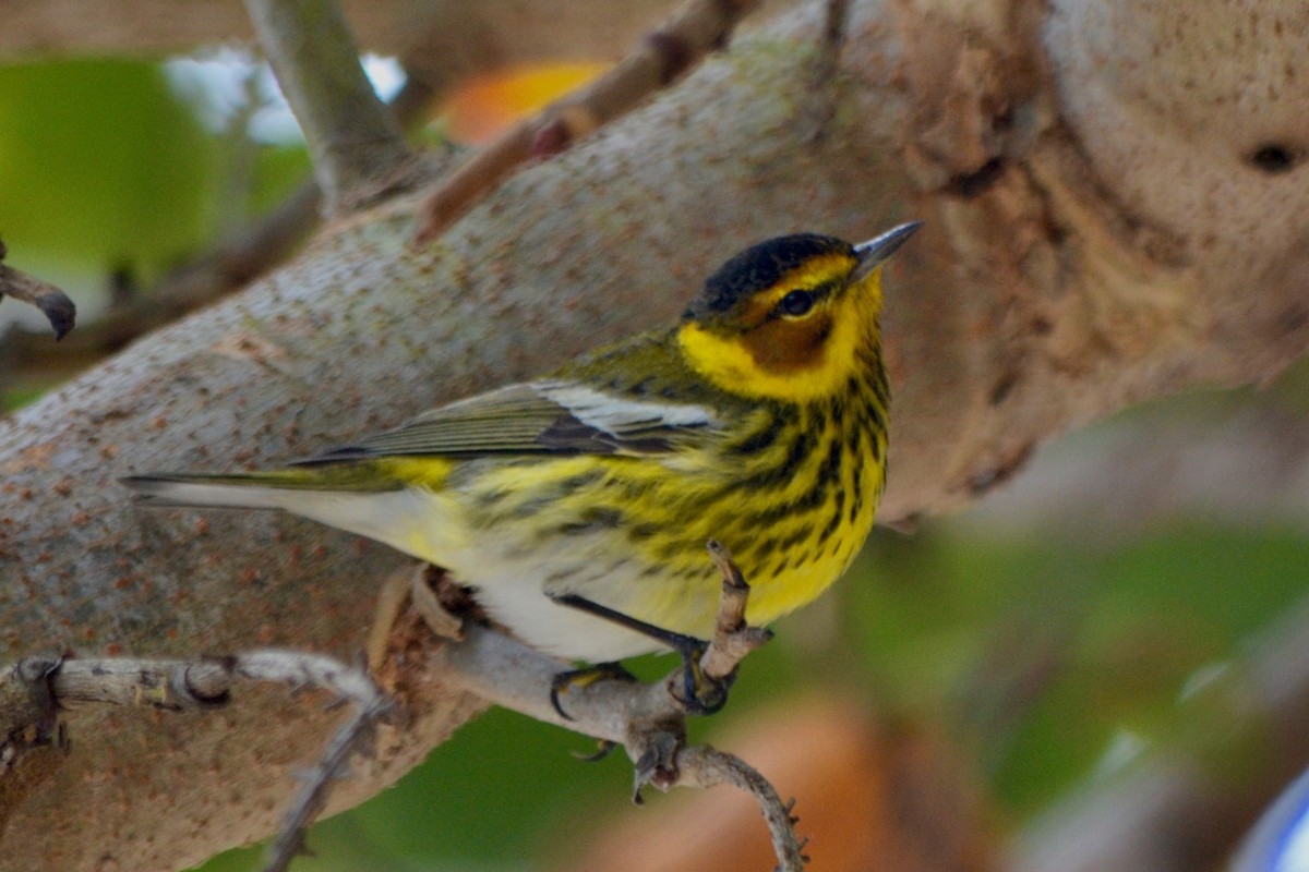 Cape May Warbler - Will Johnson