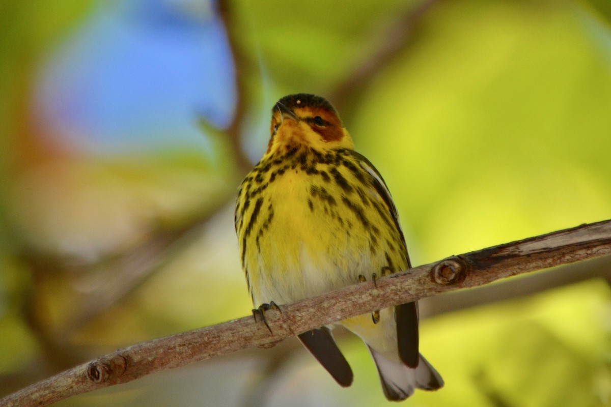 Cape May Warbler - ML152339091